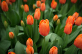 Tulipa Triple A