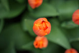 Tulipa Triple A