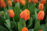 Tulipa Triple A