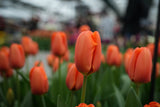Tulipa Triple A