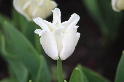 Tulipa 'White Liberstar'