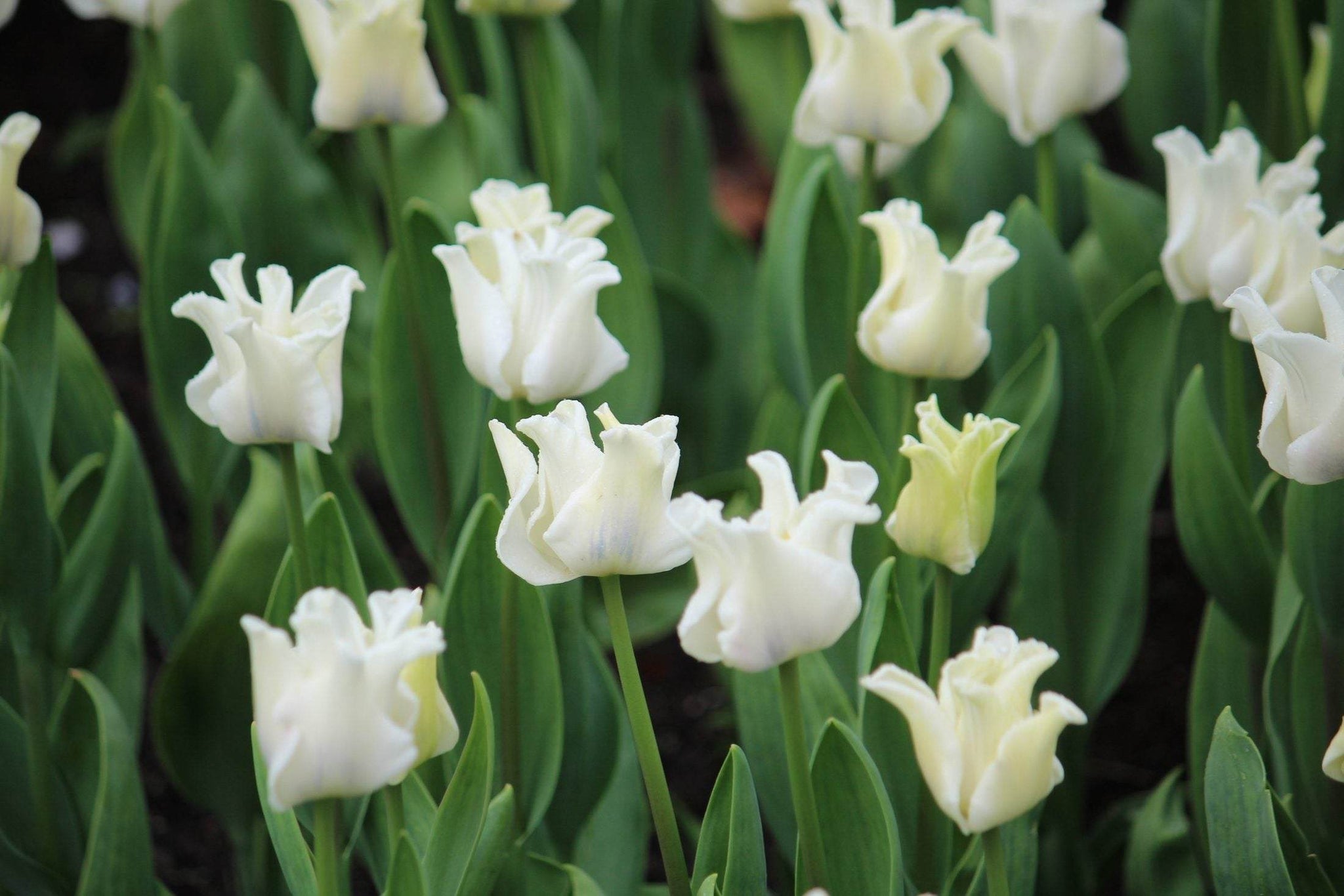 Tulipa 'White Liberstar'