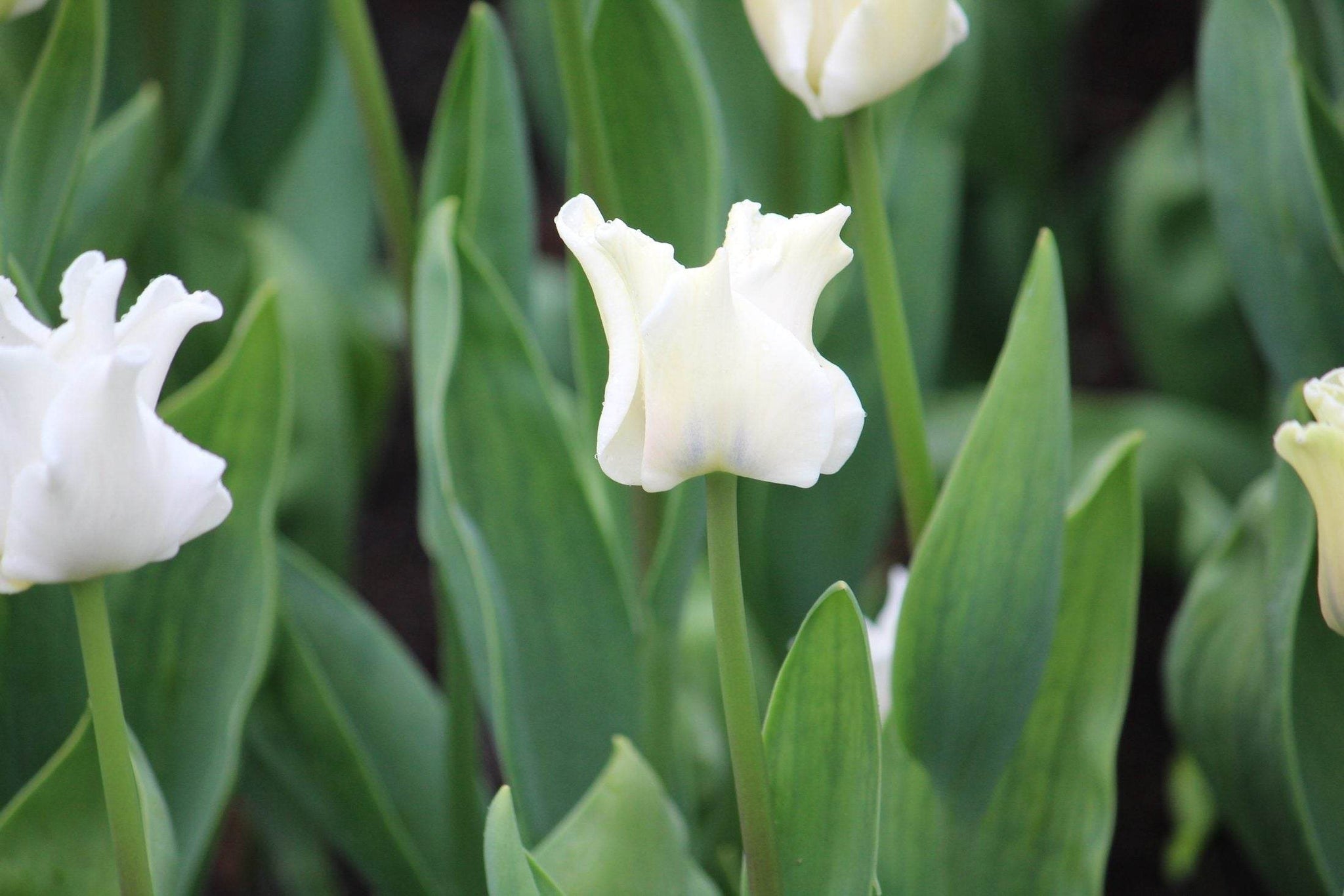 Tulipa 'White Liberstar'