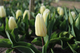 Tulipa 'White Prince'