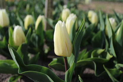 Tulipa 'White Prince'