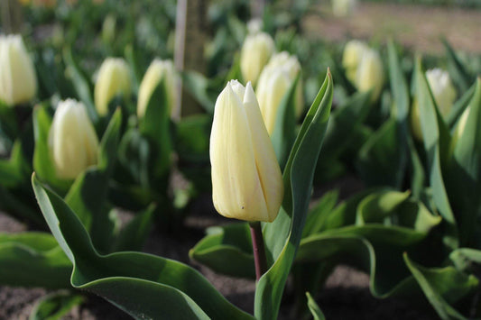Tulipa 'White Prince'