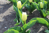 Tulipa 'White Prince'