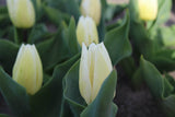 Tulipa 'White Prince'
