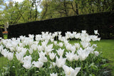 Tulipa 'White Triumphator'