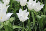 Tulipa 'White Triumphator'