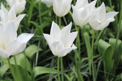 Tulipa 'White Triumphator'