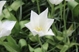 Tulipa 'White Triumphator'