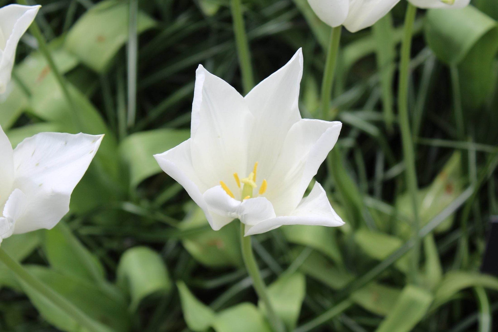 Tulipa 'White Triumphator'