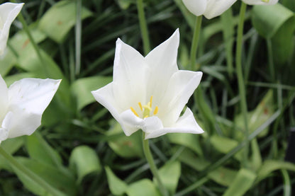 Tulipa 'White Triumphator'