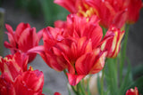 Tulipa 'Wonder Club'