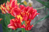 Tulipa 'Wonder Club'