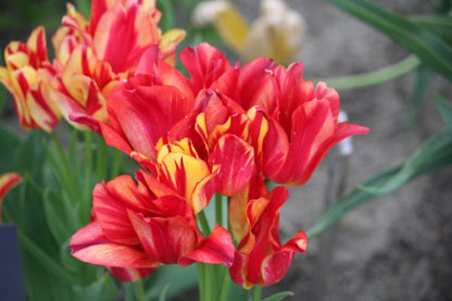 Tulipa 'Wonder Club'