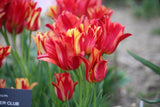 Tulipa 'Wonder Club'