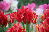 Tulipa 'Wonder Club'