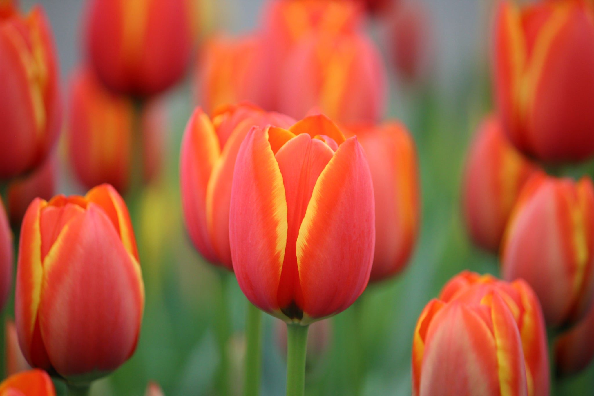 Tulipa 'World's Favourite'