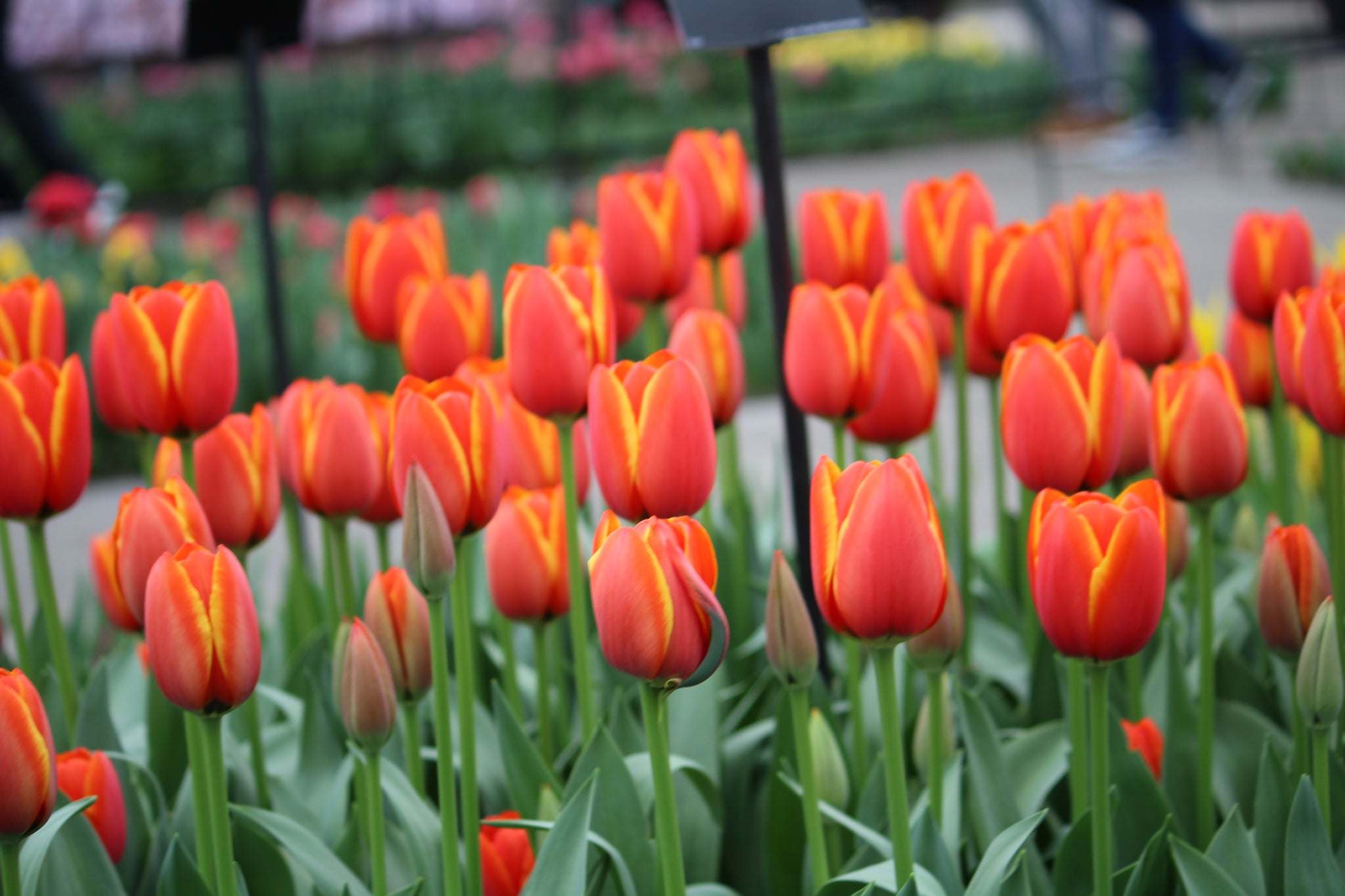 Tulipa 'World's Favourite'