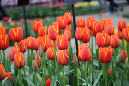 Tulipa 'World's Favourite'