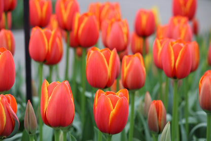 Tulipa 'World's Favourite'