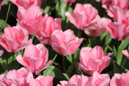 Tulipa 'Jumbo Pink'