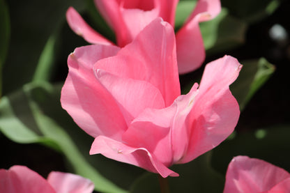Tulipa 'Jumbo Pink'