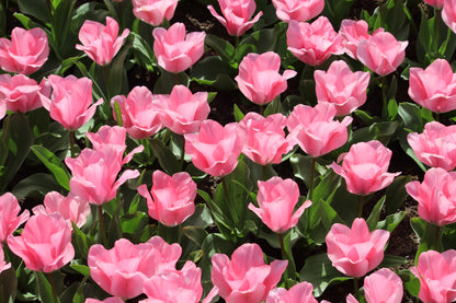 Tulipa 'Jumbo Pink'