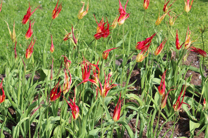 Tulipa 'acuminata'