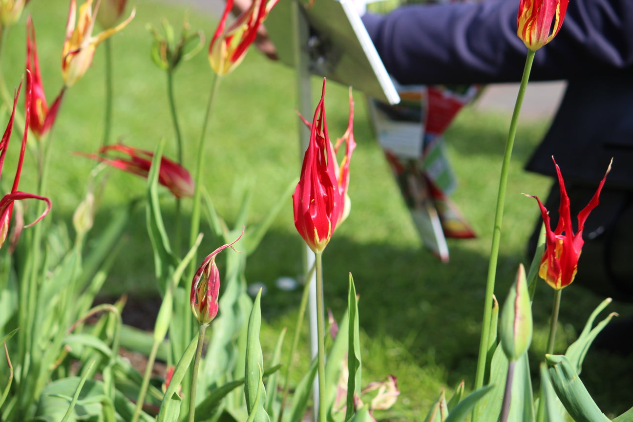 Tulipa 'acuminata'