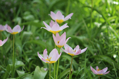 Tulipa bakeri 'Lilac Wonder'