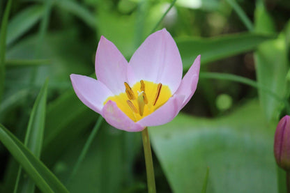 Tulipa bakeri 'Lilac Wonder'