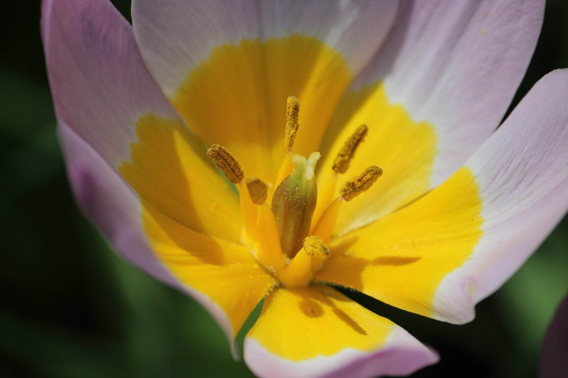 Tulipa bakeri 'Lilac Wonder'