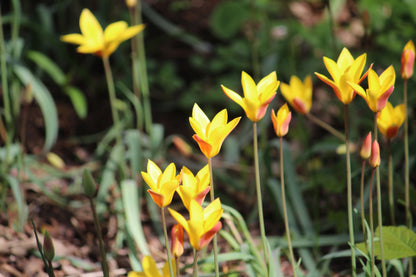 Tulipa 'Clusiana var. chrysantha'