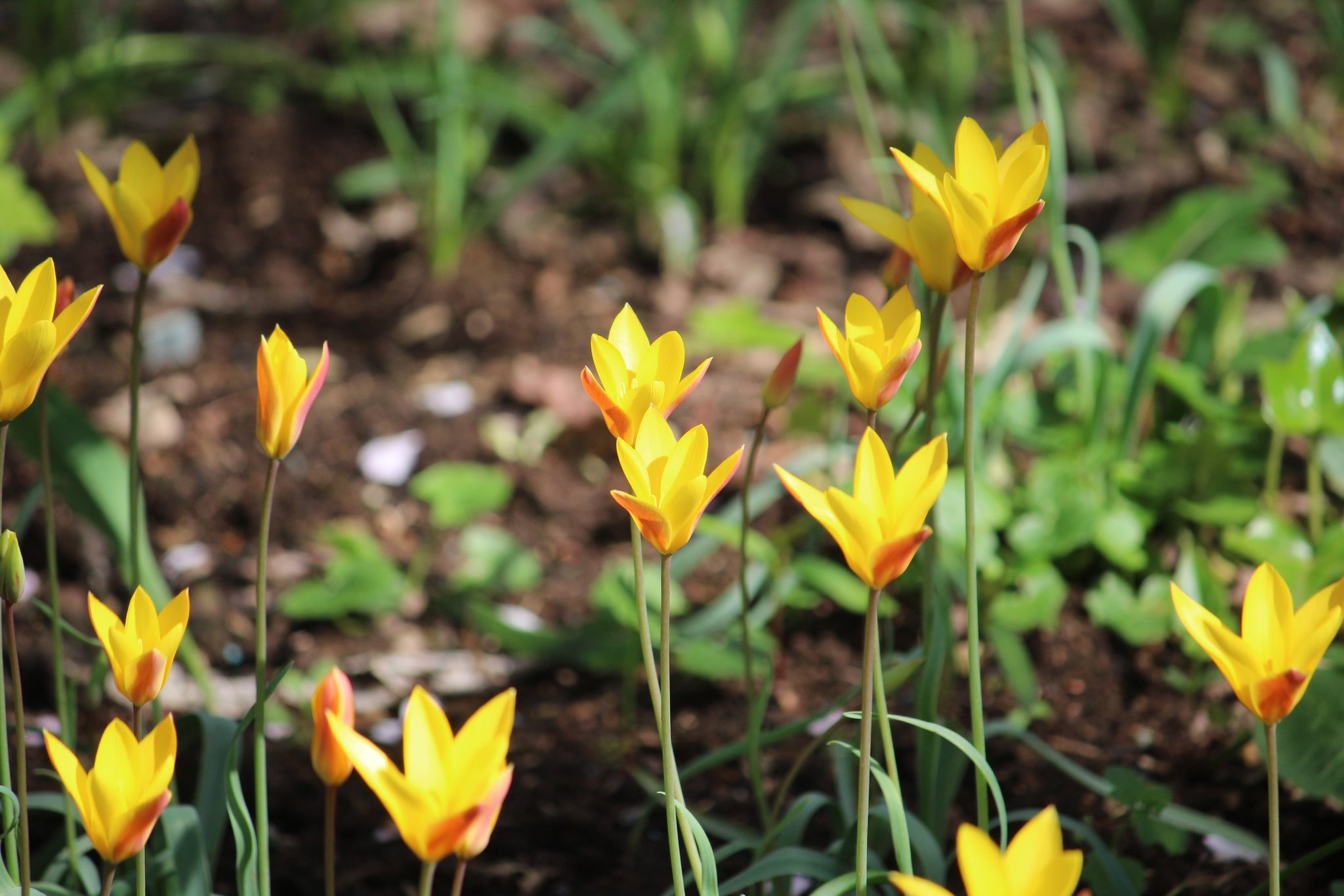 Tulipa 'Clusiana var. chrysantha'