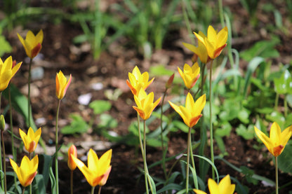 Tulipa 'Clusiana var. chrysantha'