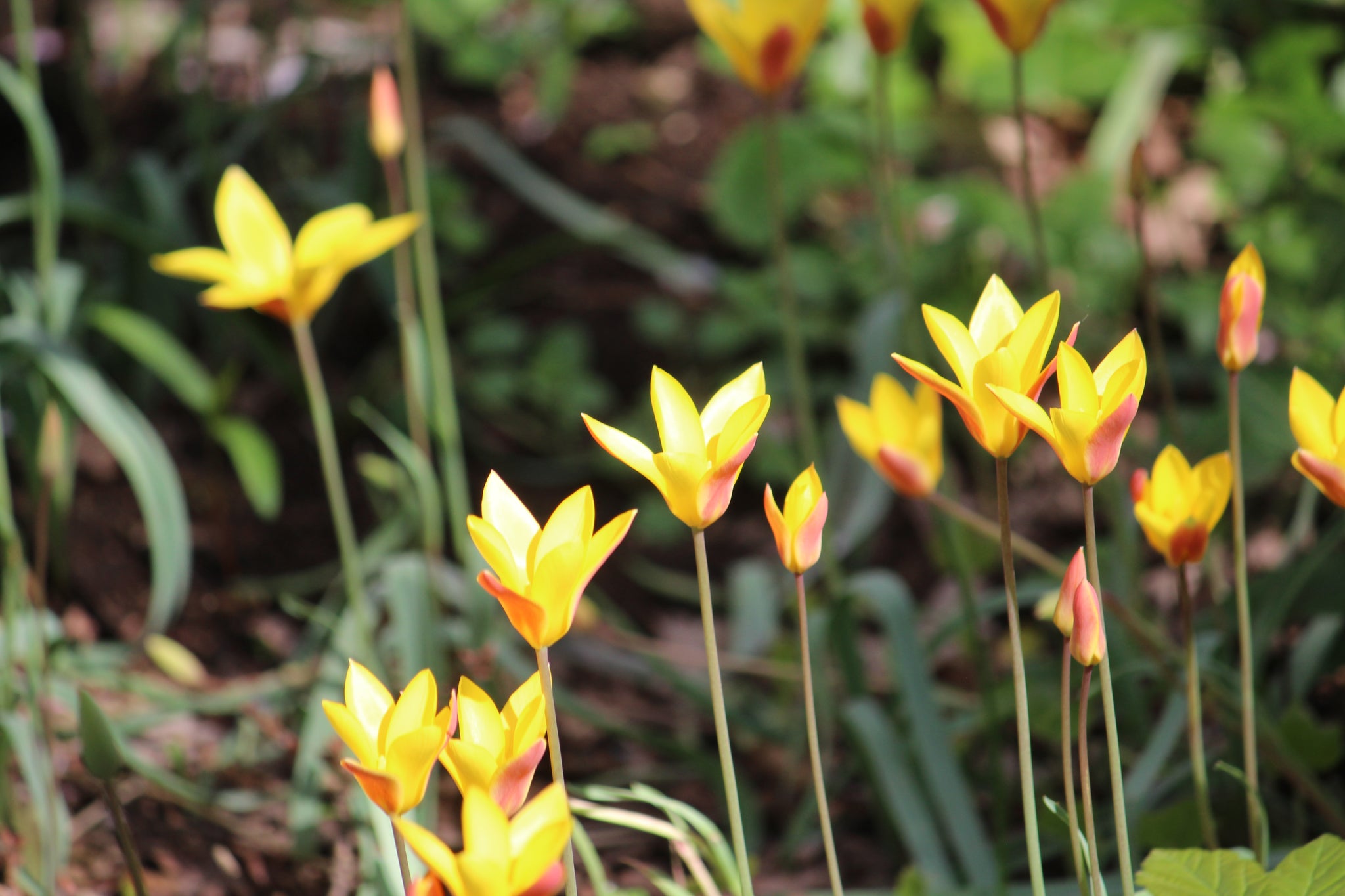 Tulipa 'Clusiana var. chrysantha'