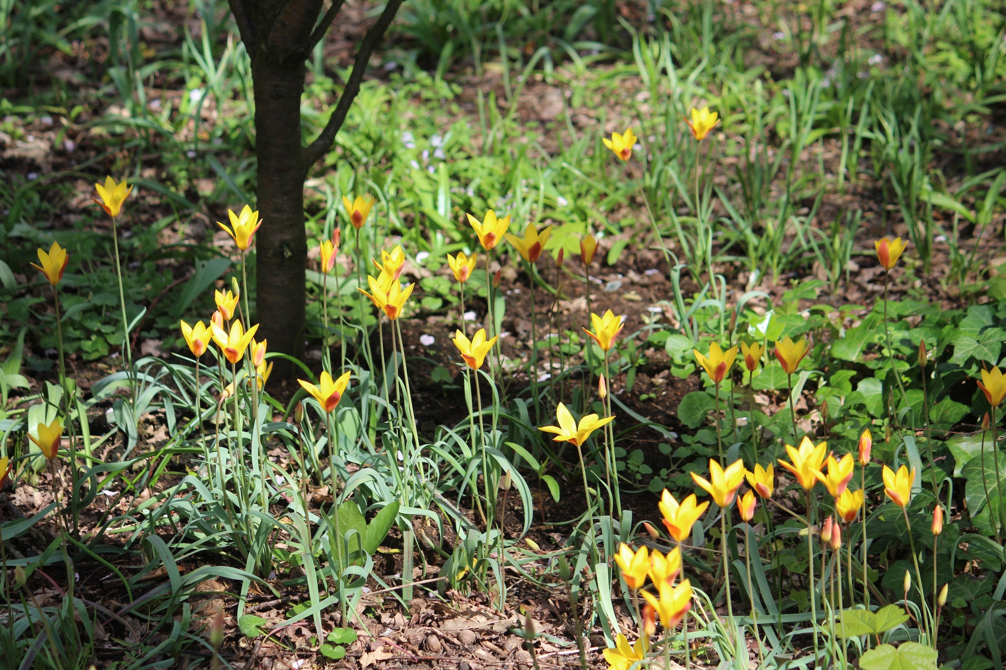 Tulipa 'Clusiana var. chrysantha'