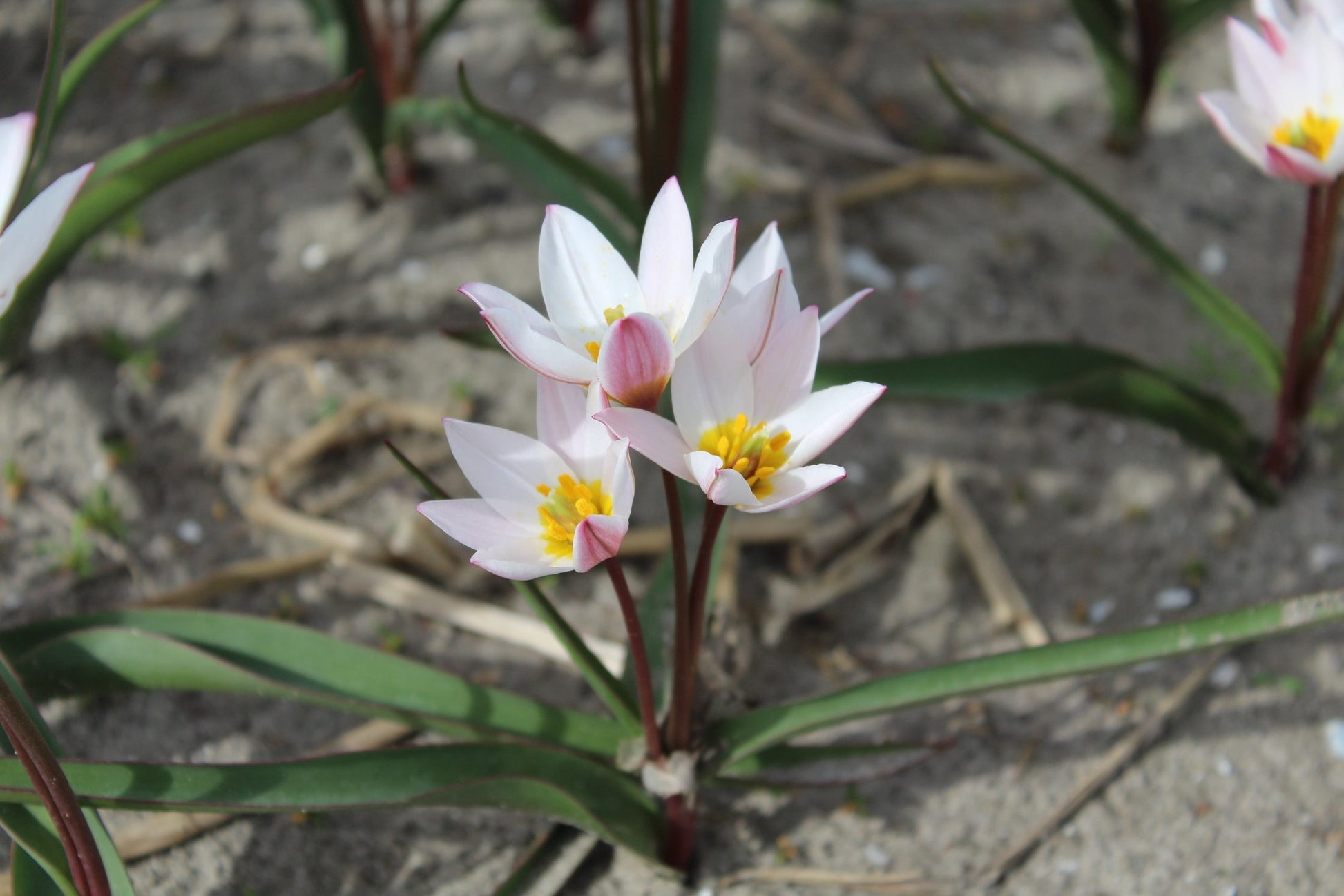 Tulipa cretica 'Hilde'