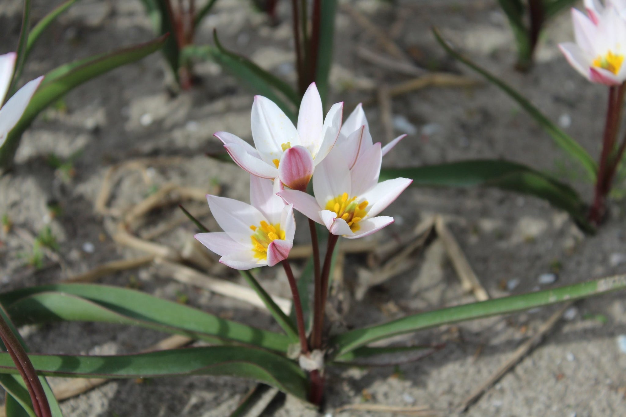 Tulipa cretica 'Hilde'