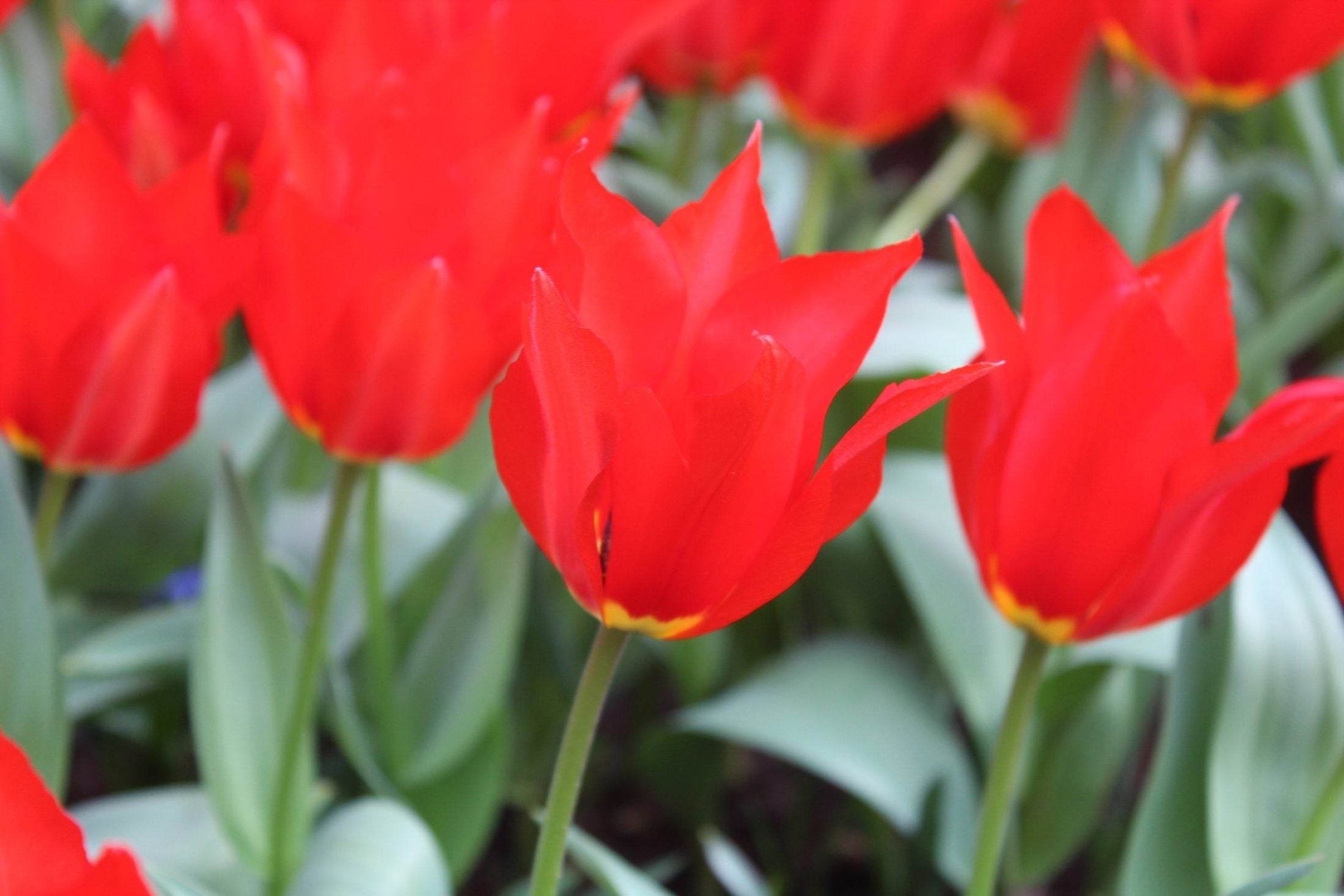 Tulipa 'eichleri'
