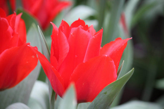 Tulipa 'eichleri'