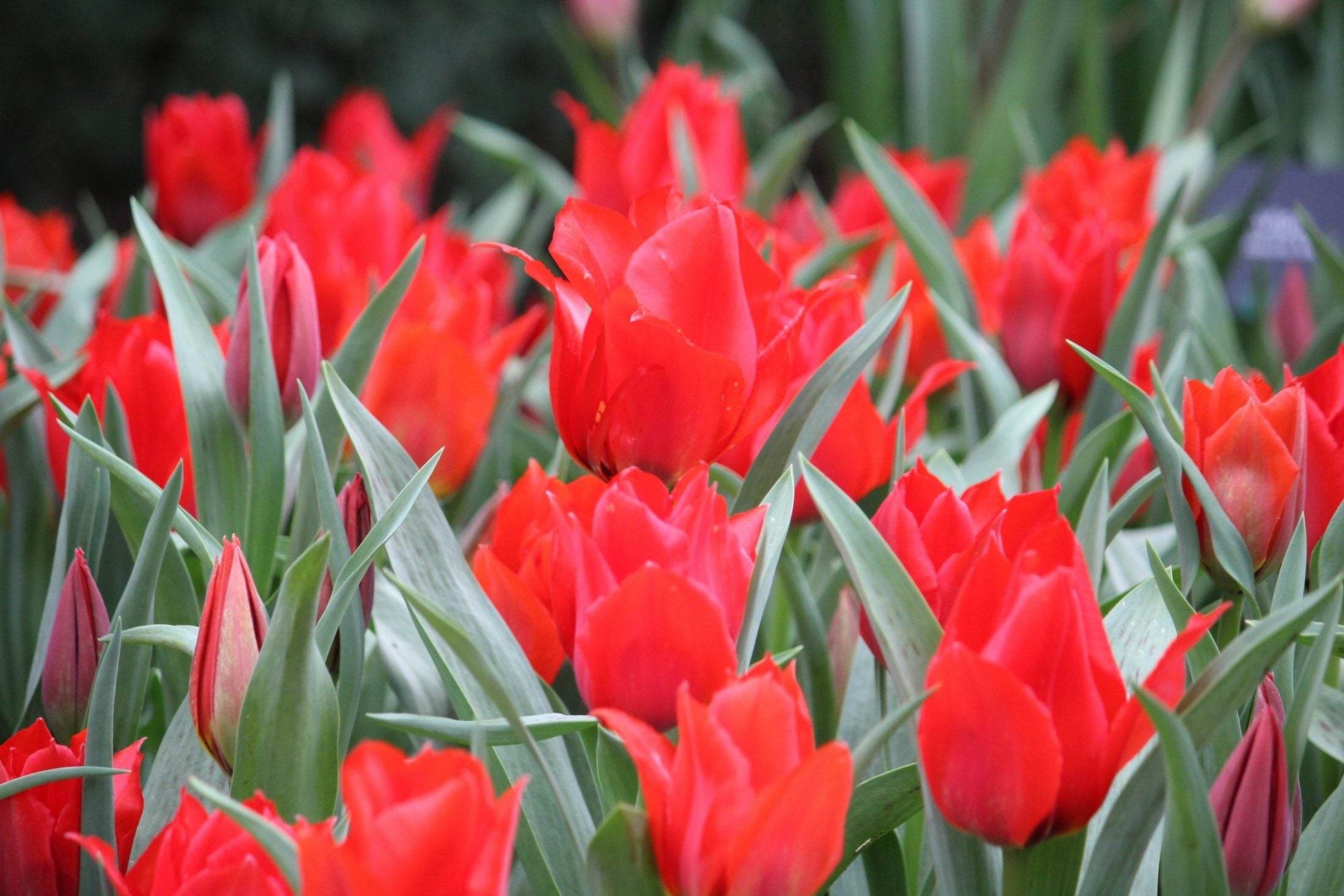 Tulipa 'eichleri'