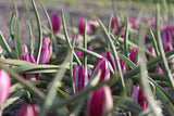 Tulipa humilis 'Odalisque'