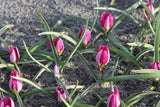 Tulipa humilis 'Odalisque'