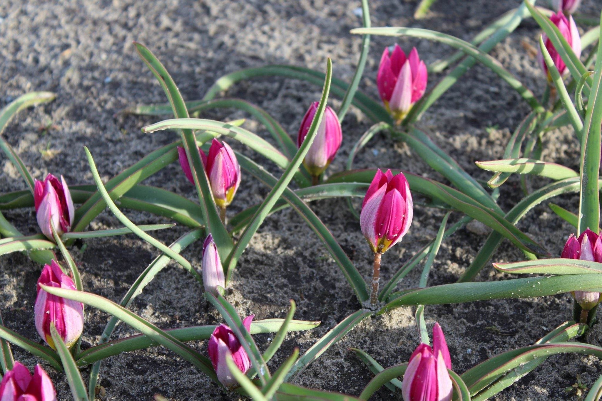 Tulipa humilis 'Odalisque'