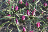Tulipa humilis 'Odalisque'