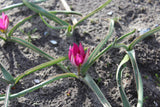 Tulipa humilis 'Persian Pearl'